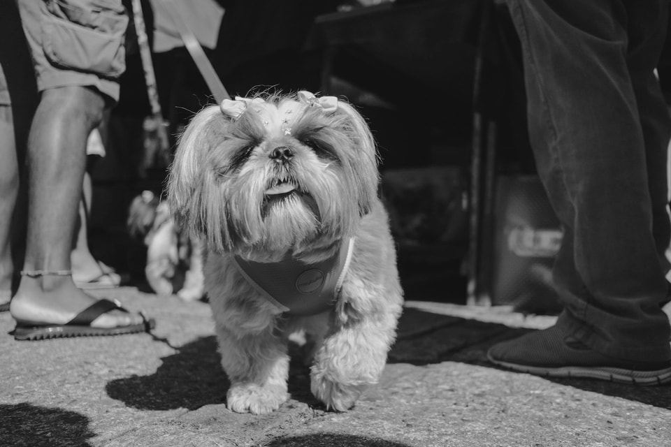 Dog Dogs, photograph 29