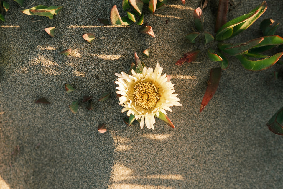 In Bloom, photograph 5