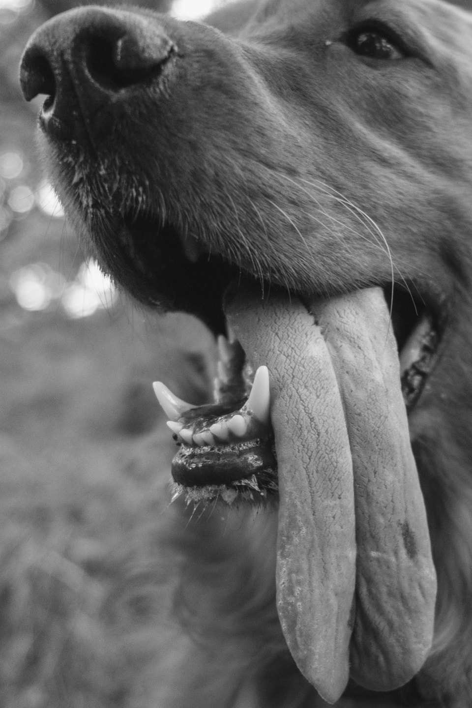Pets, photograph 6