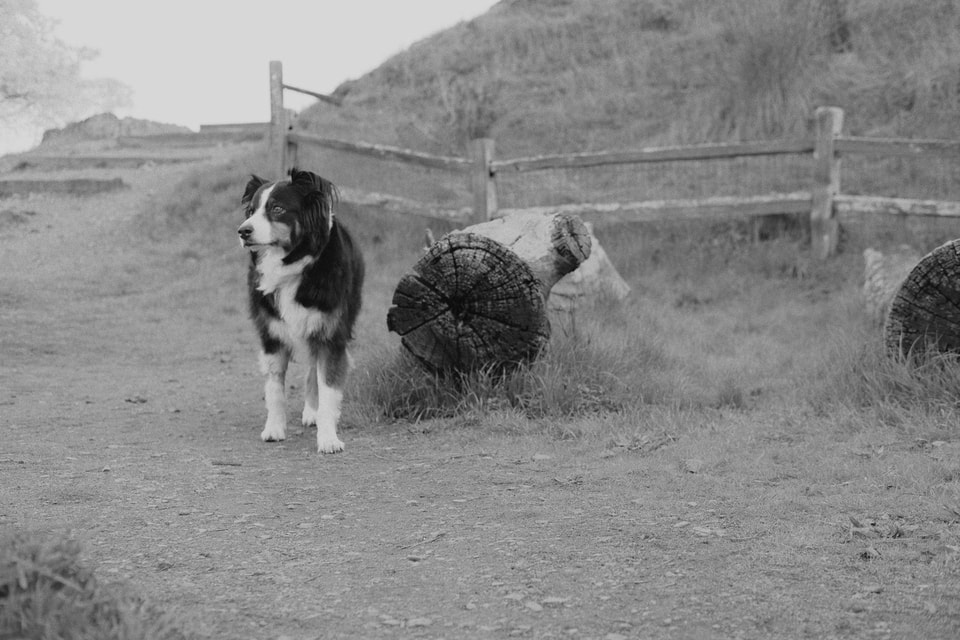 Pets, photograph 2