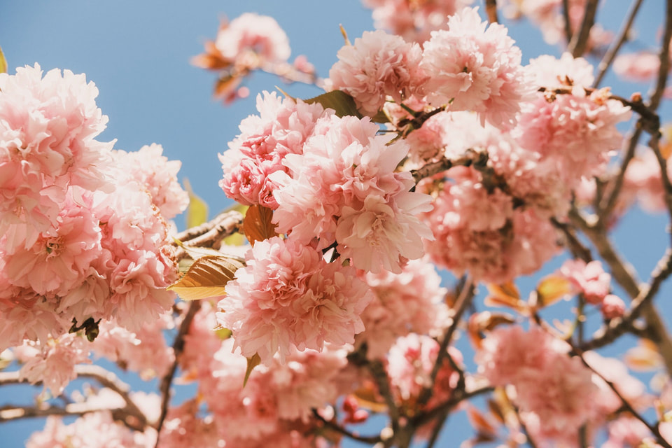In Bloom, photograph 3