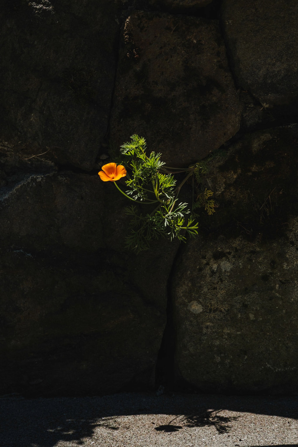 In Bloom, photograph 17