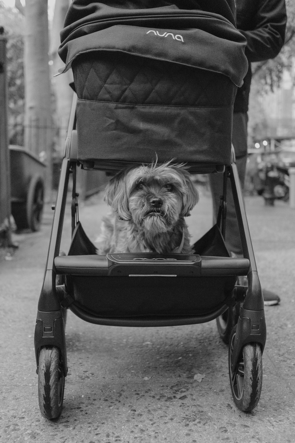 Dog Dogs, photograph 3