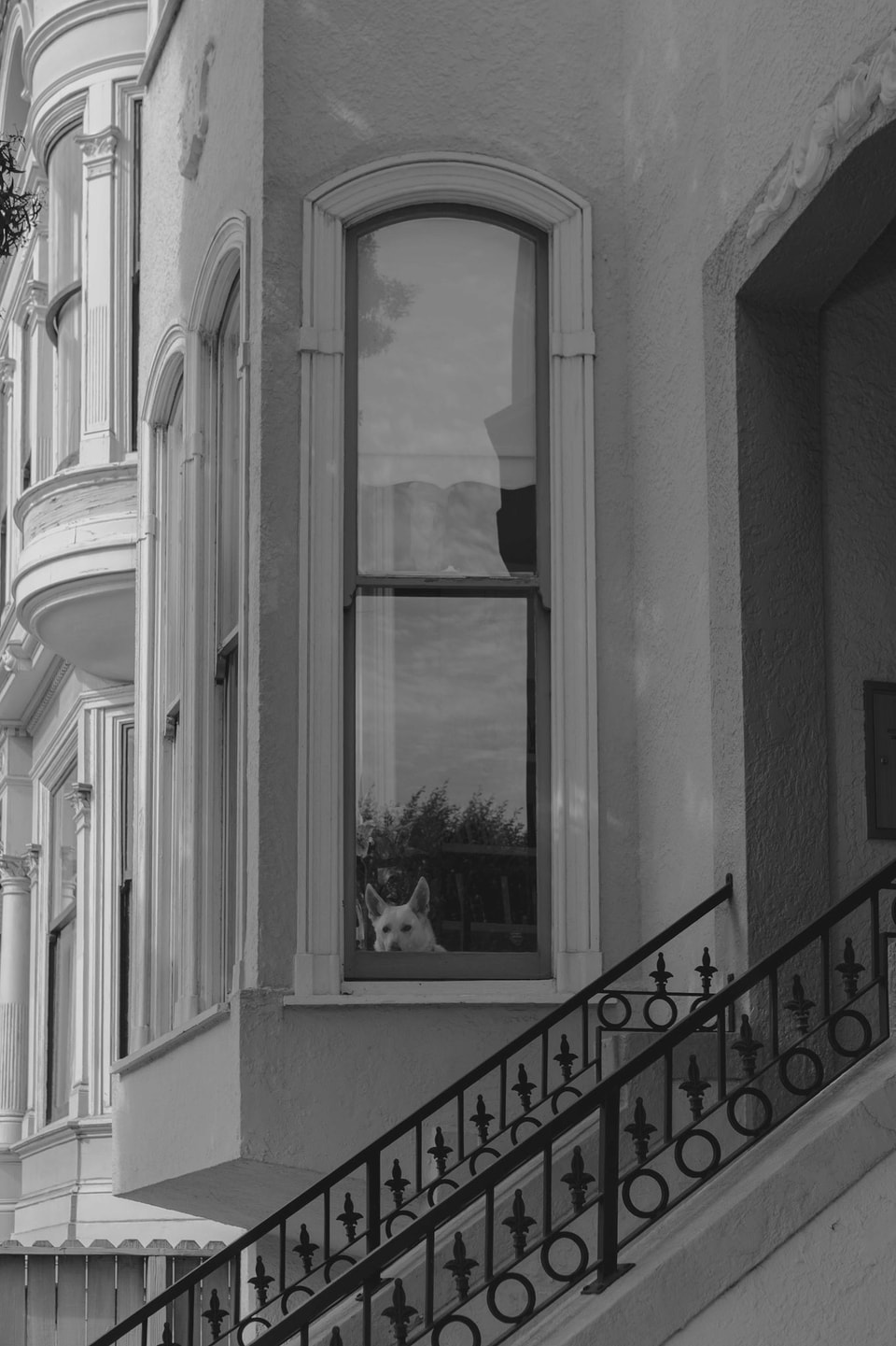 Dog Dogs, photograph 23