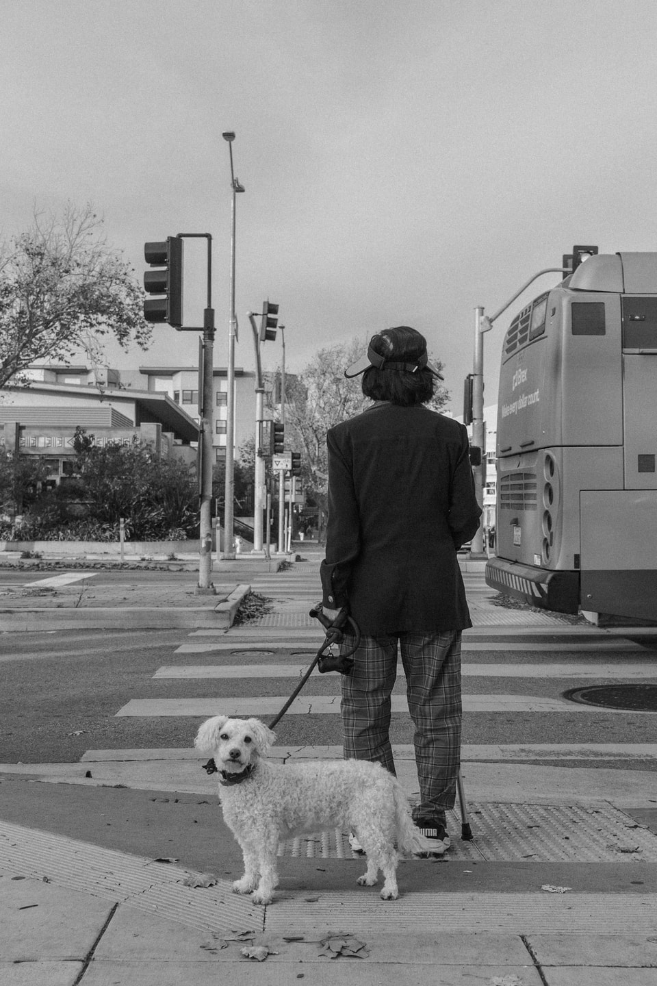 Dog Dogs, photograph 8