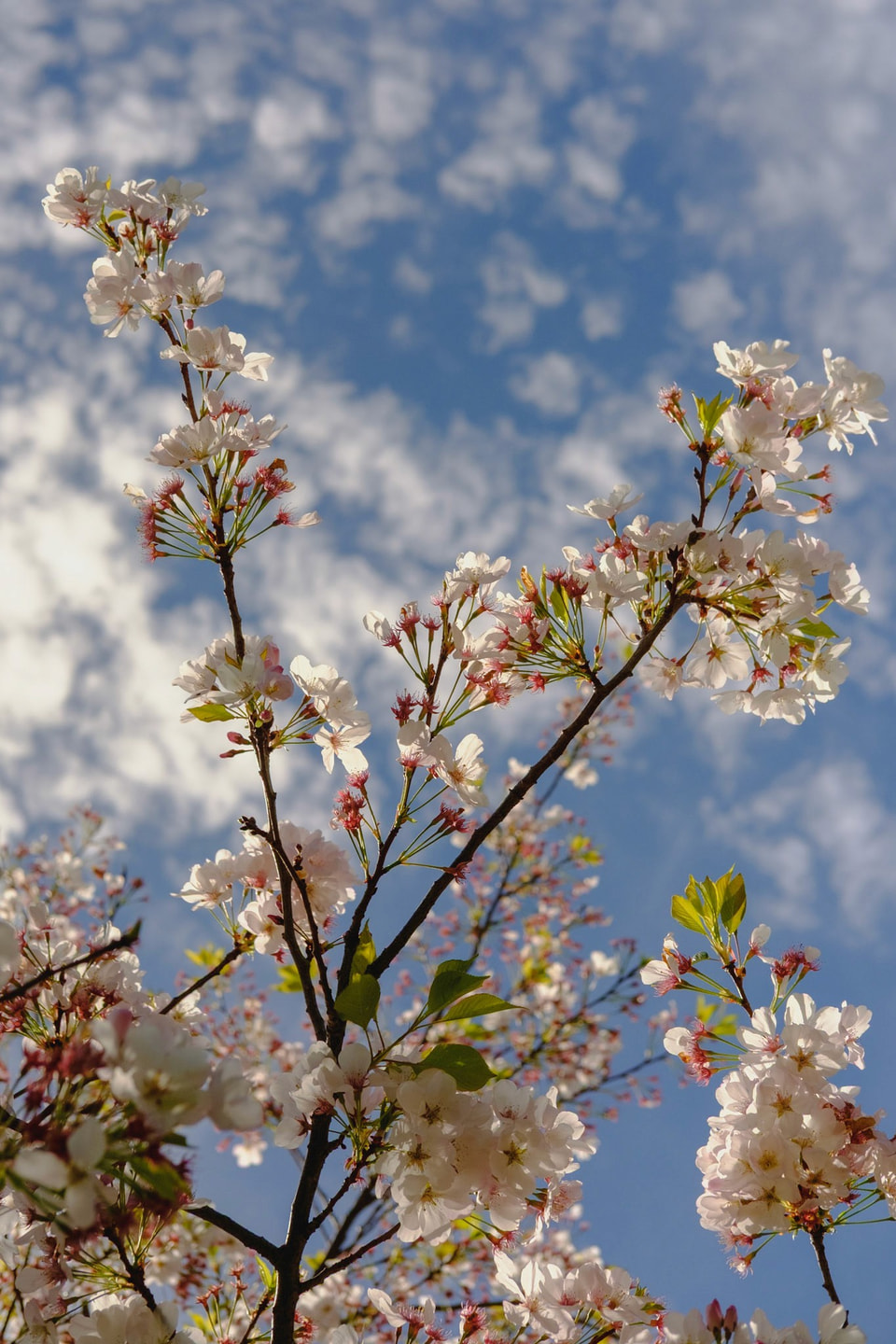 In Bloom, photograph 2