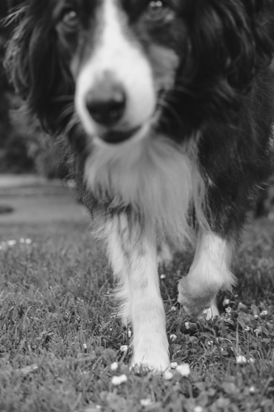 Dog Dogs, photograph 25