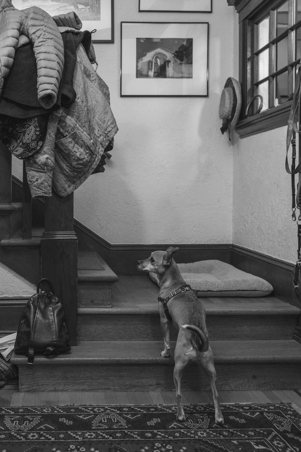 Dog Dogs, photograph 5