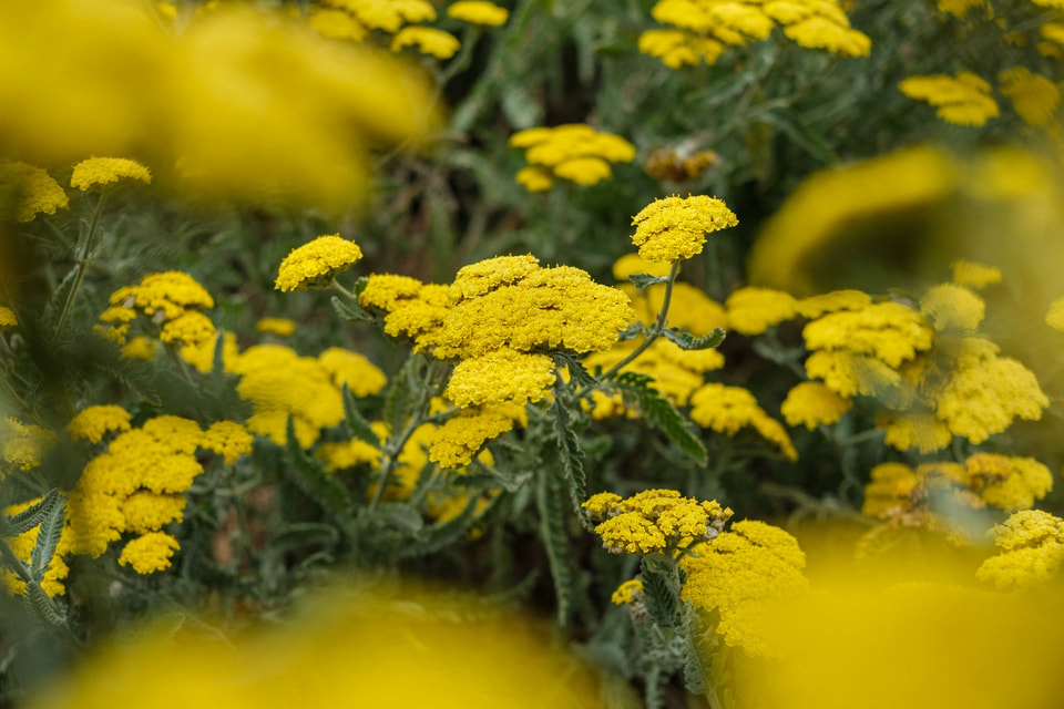 In Bloom, photograph 12