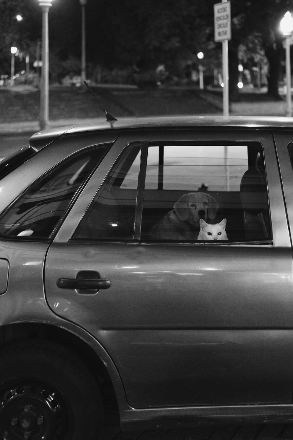 Dog Dogs, photograph 12