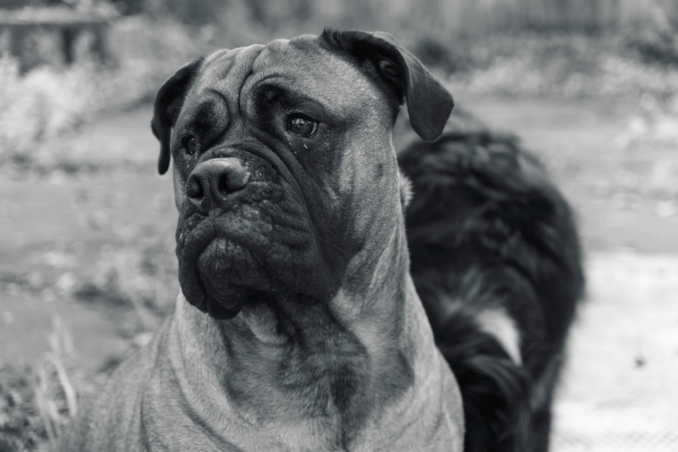 Pets, photograph 8