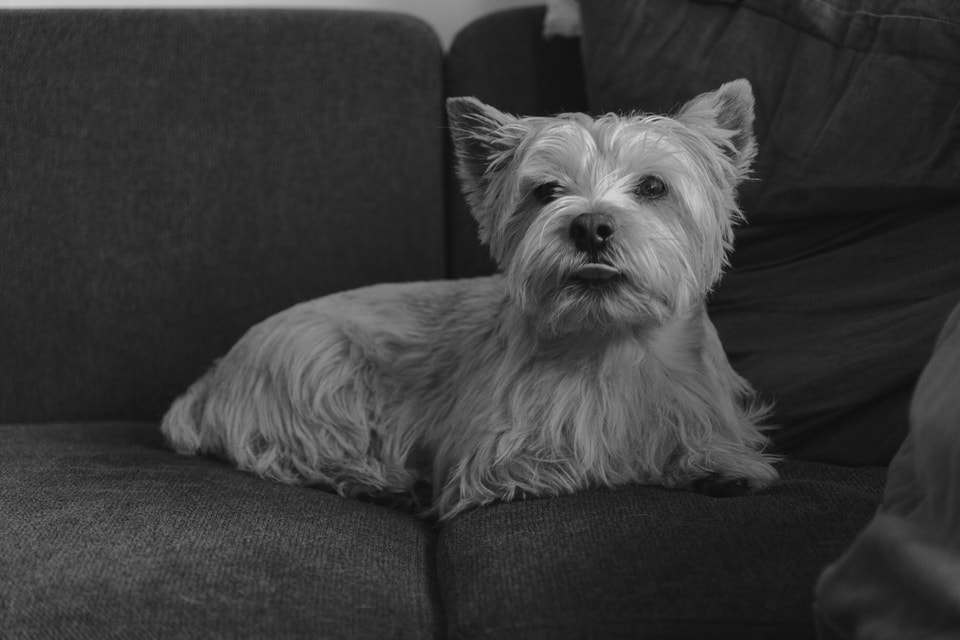 Dog Dogs, photograph 15