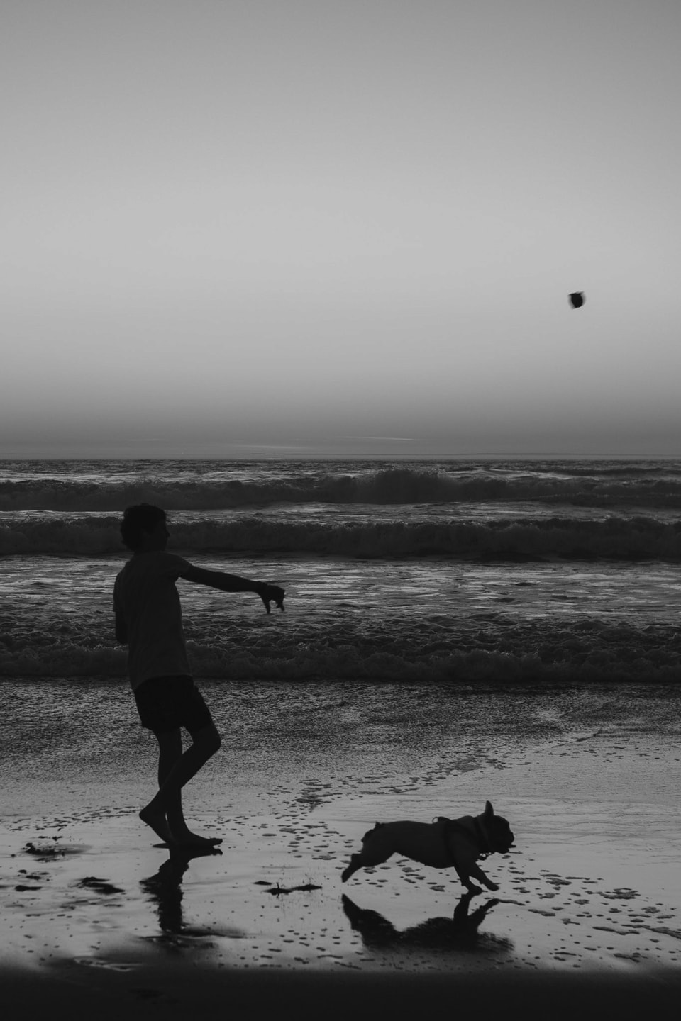 Dog Dogs, photograph 19