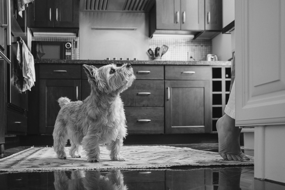 Dog Dogs, photograph 26