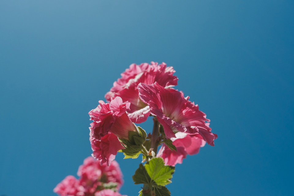 In Bloom, photograph 14