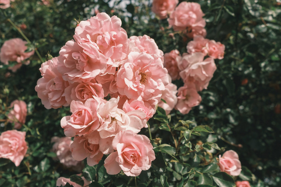 In Bloom, photograph 7