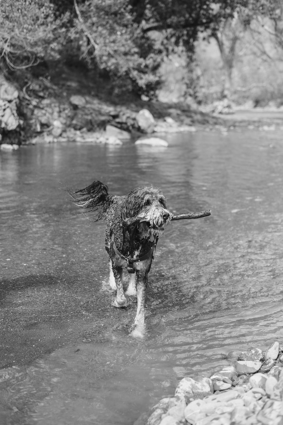 Dog Dogs, photograph 18