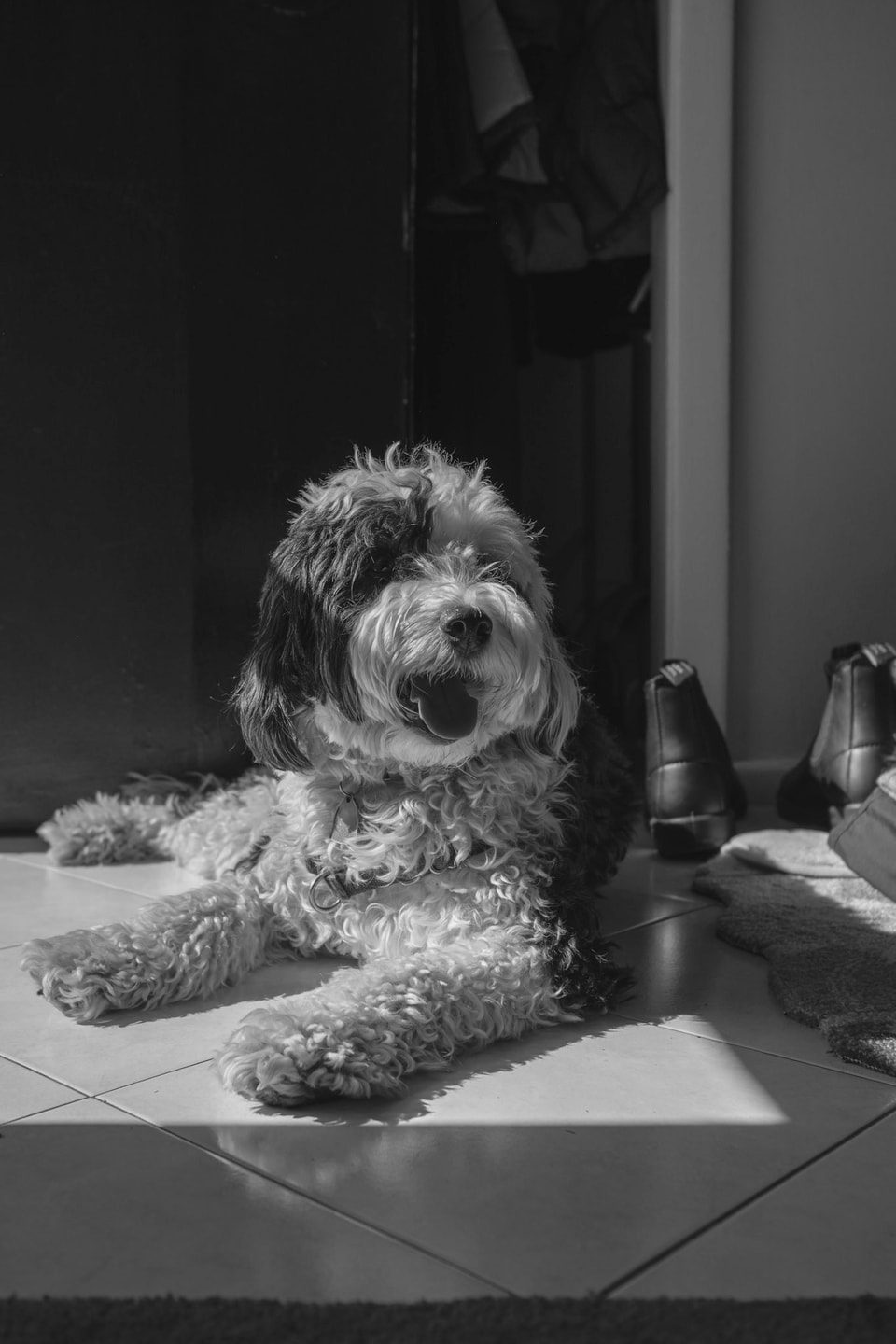 Pets, photograph 4