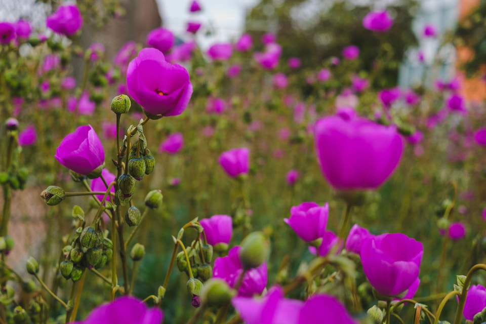 In Bloom, photograph 10
