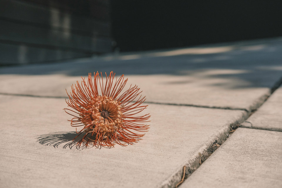 In Bloom, photograph 9