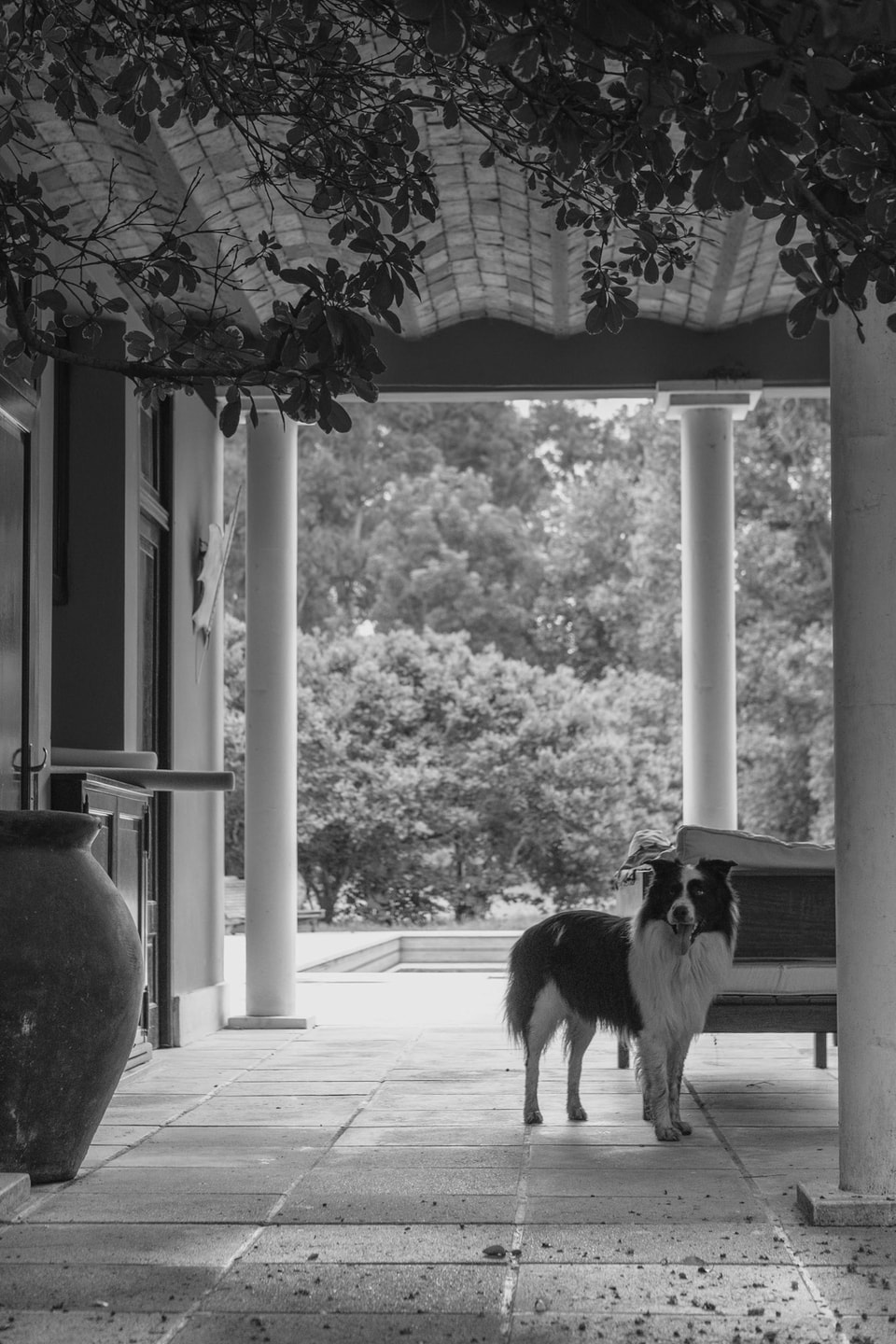 Dog Dogs, photograph 14
