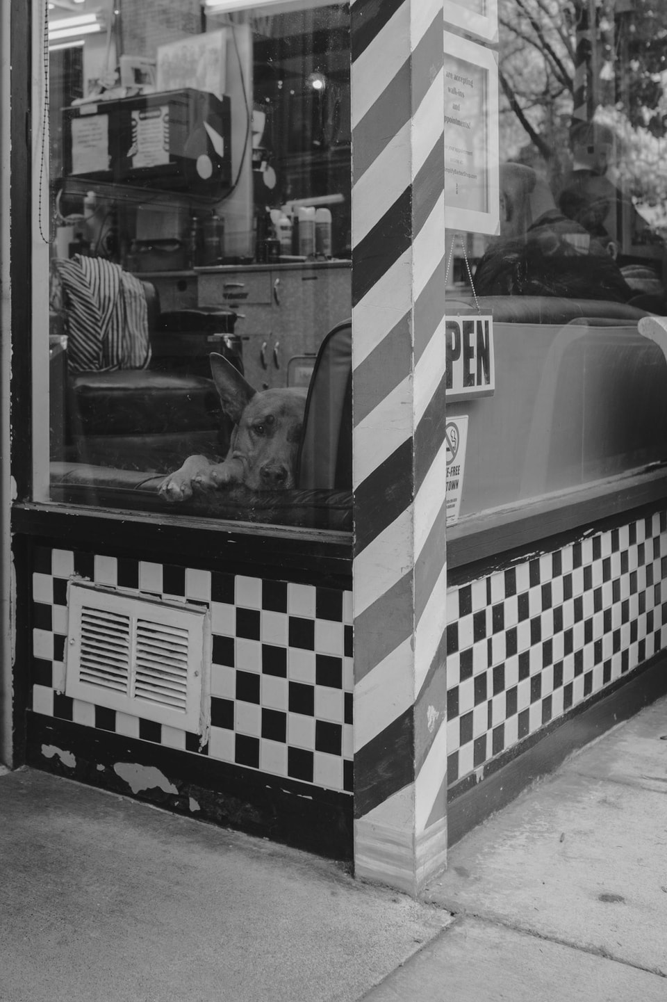 Dog Dogs, photograph 16
