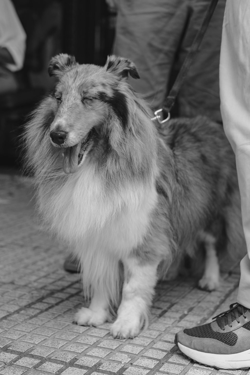 Pets, photograph 5
