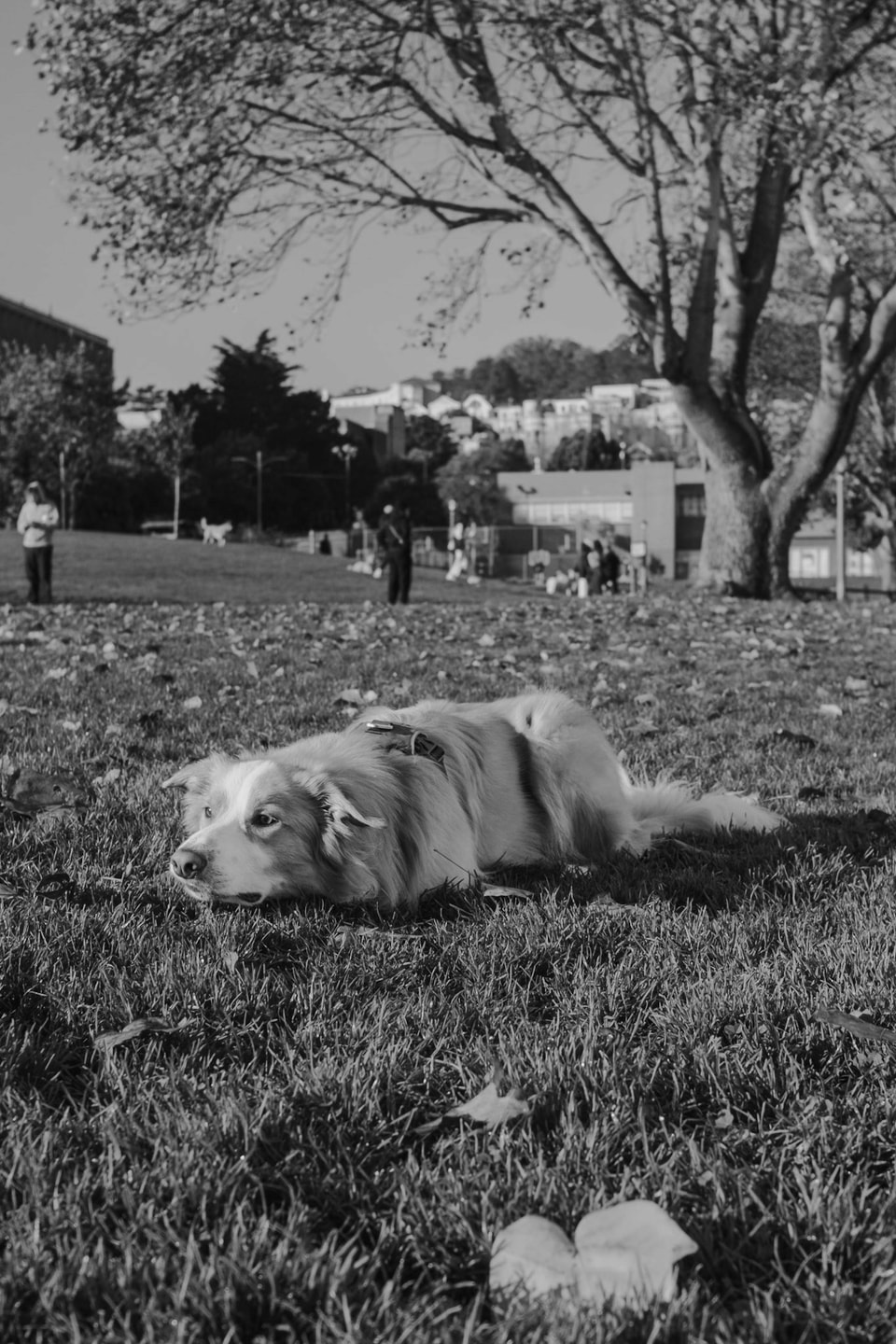 Dog Dogs, photograph 7
