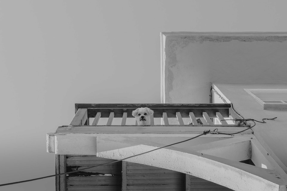 Dog Dogs, photograph 22