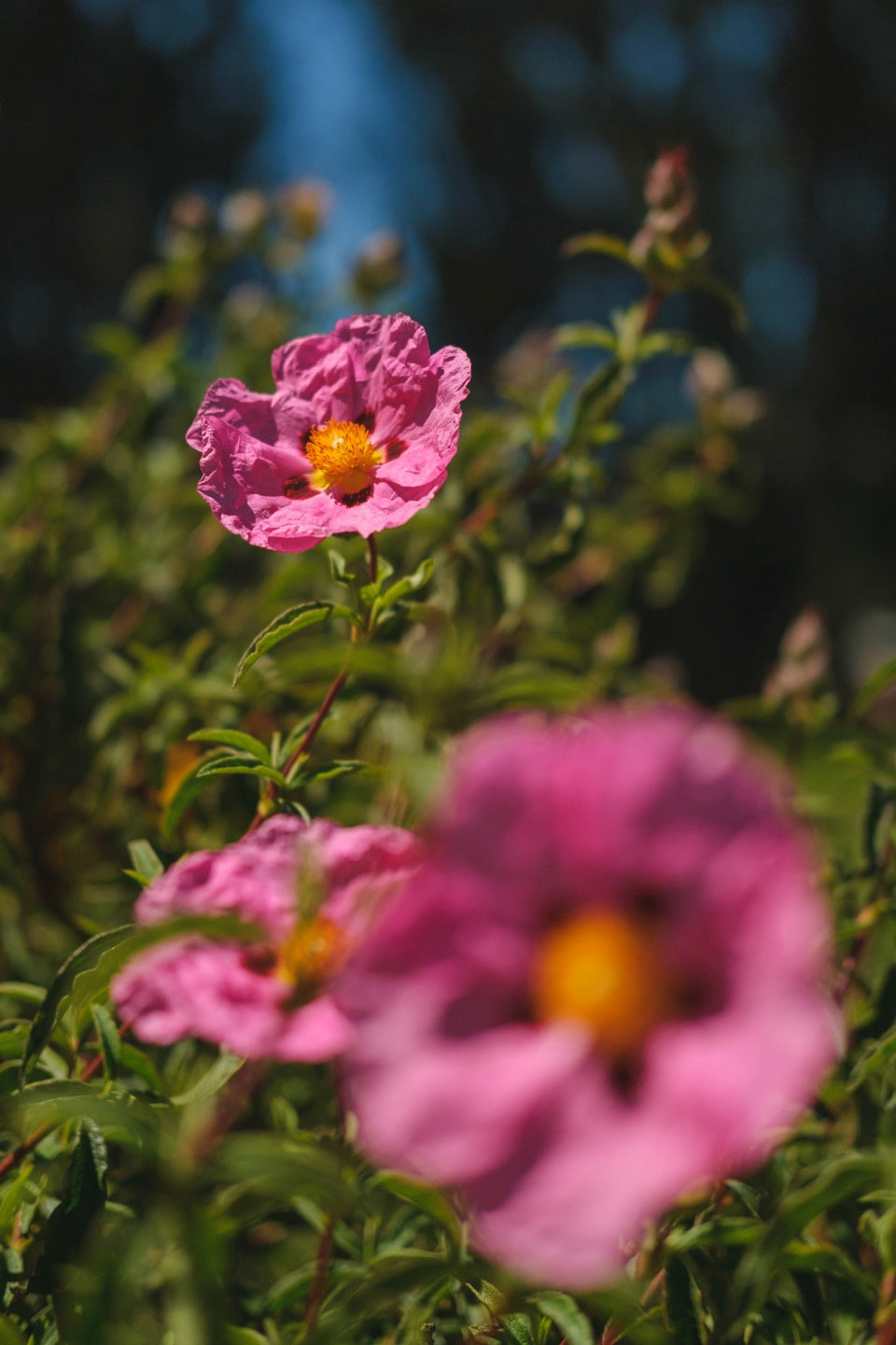 In Bloom, photograph 16