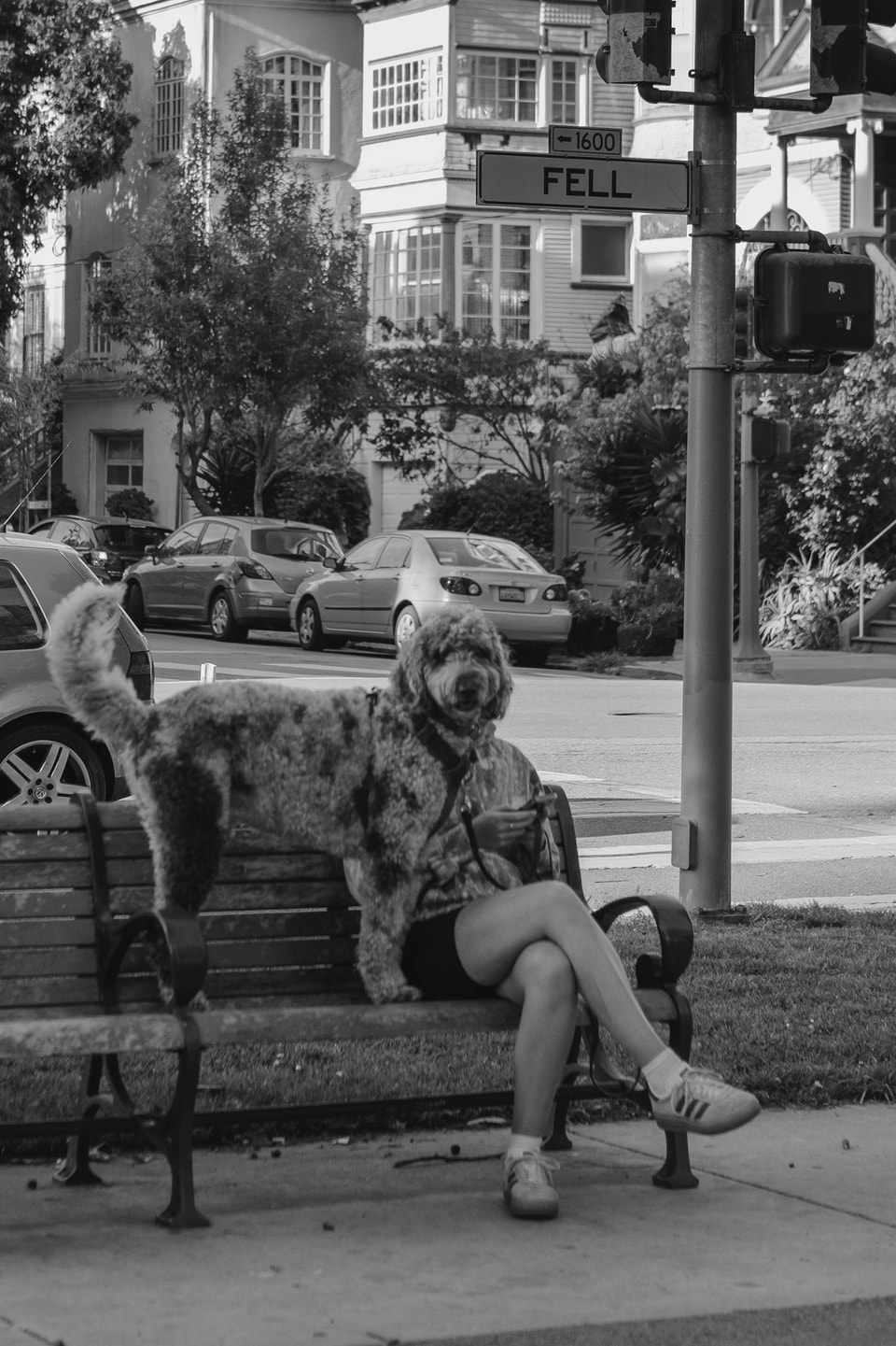 Dog Dogs, photograph 20
