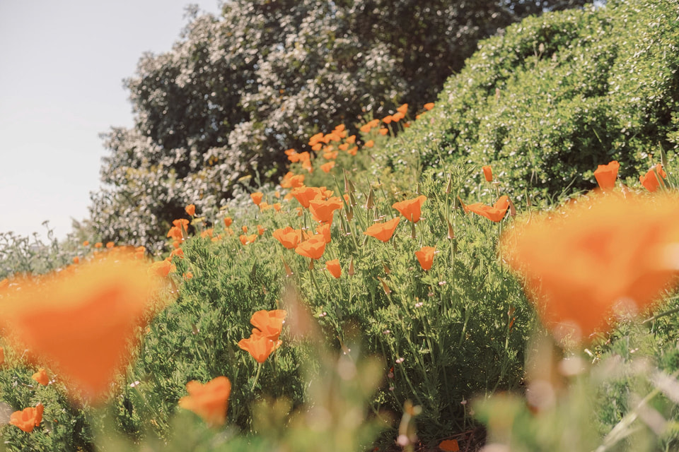 In Bloom