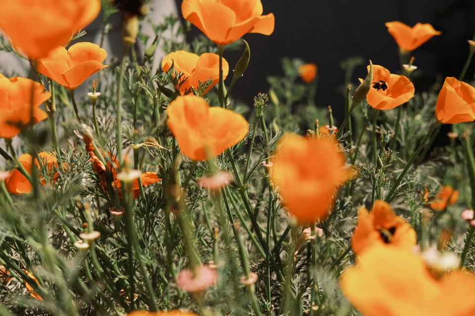 In Bloom, photograph 6