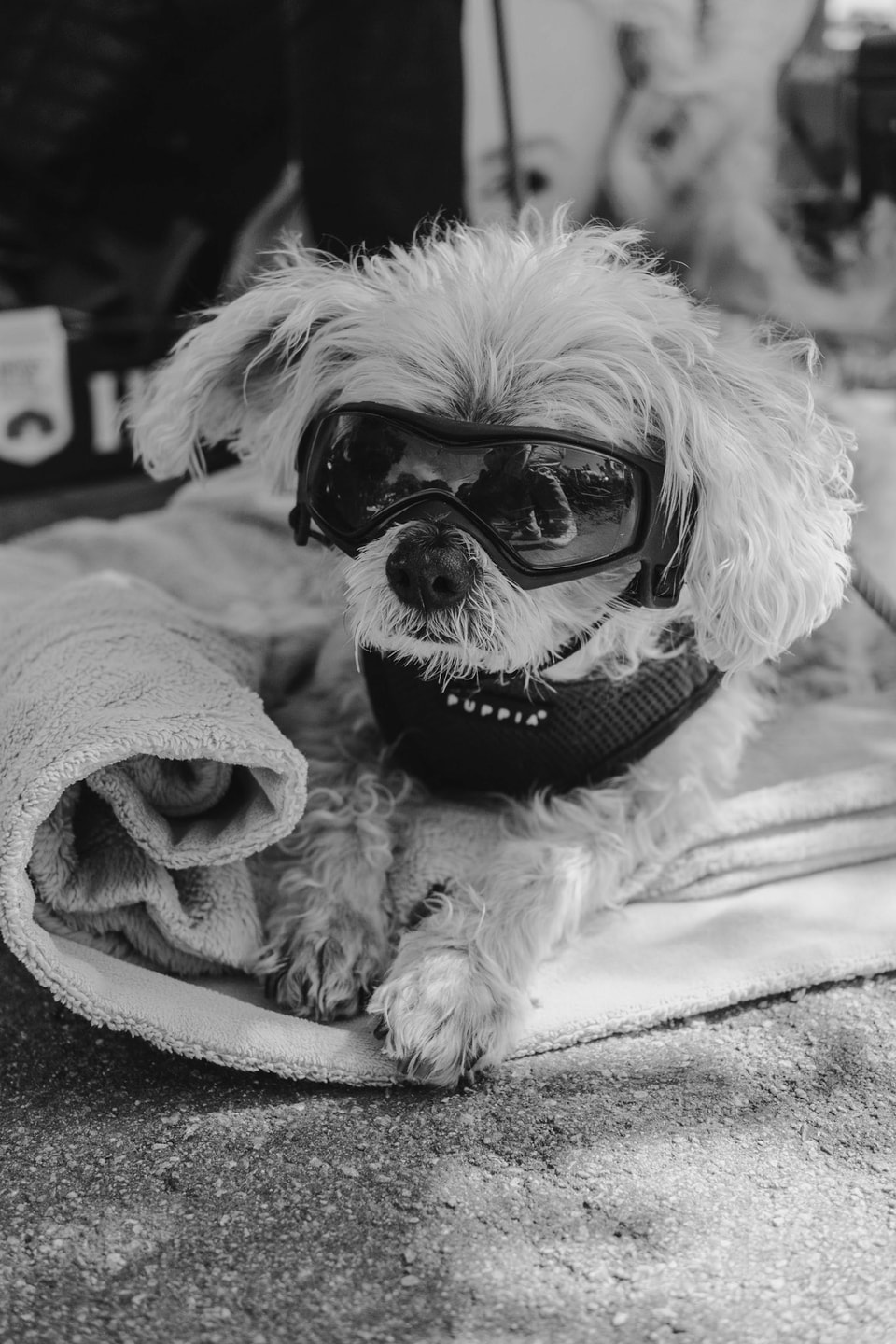 Dog Dogs, photograph 30